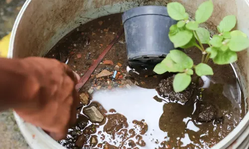 Número de mortes é quatro vezes maior que todo o ano de 2023