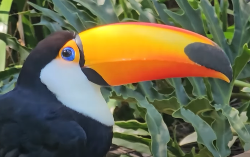 Imagem de destaque